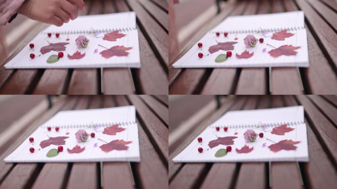 小孩画画枫叶花朵标本枸骨博物课高清50帧