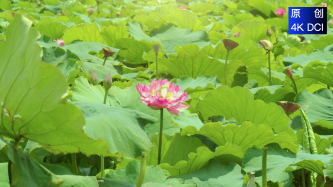 4K 实拍池塘荷花荷叶