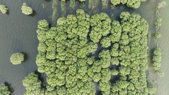 航拍水上淹没森林绿色植物