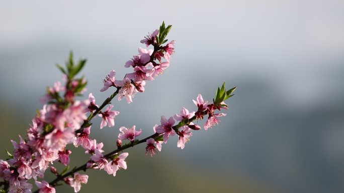 桃花云海原素材