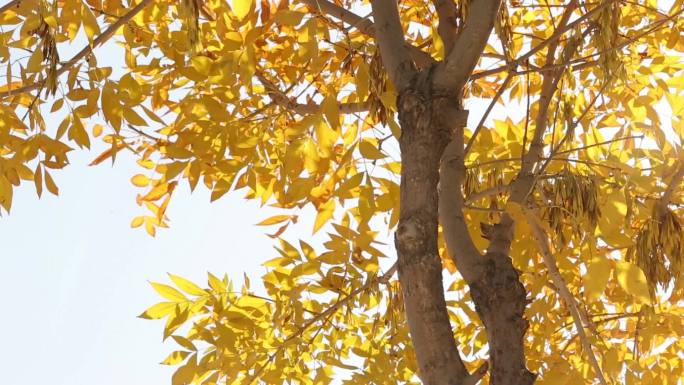随风飘动的金色树叶