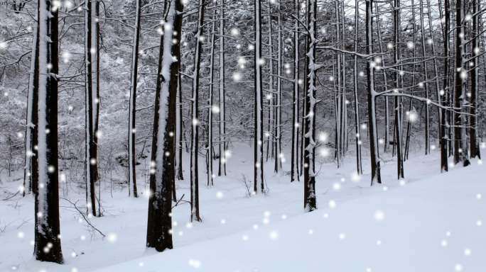 森林大雪