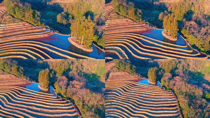 云南元阳梯田清晨航拍