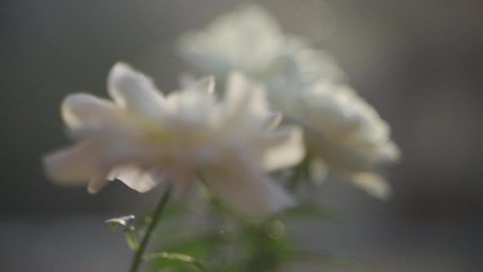 玫瑰 月季 阳台 养花 生活 美好 春天