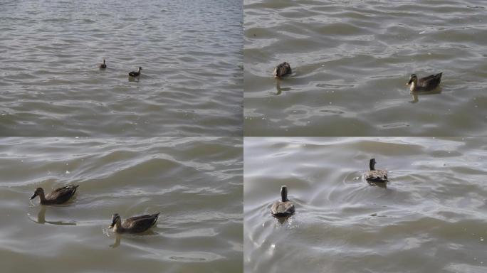 河里游的鸭子鸳鸯戏水