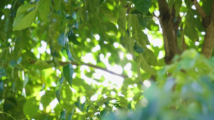 万能空镜头-树木空镜头- 阳光透过树叶