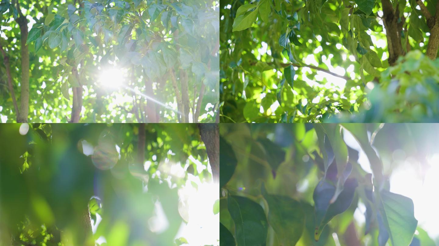 万能空镜头-树木空镜头- 阳光透过树叶