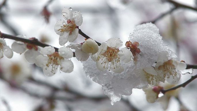 樱花戴雪花下雪休闲活动