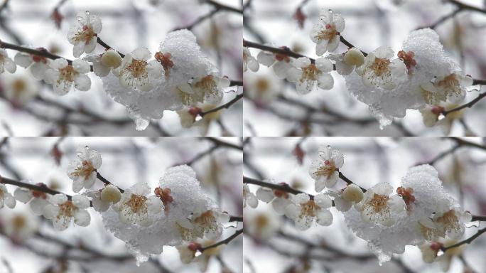 樱花戴雪花下雪休闲活动