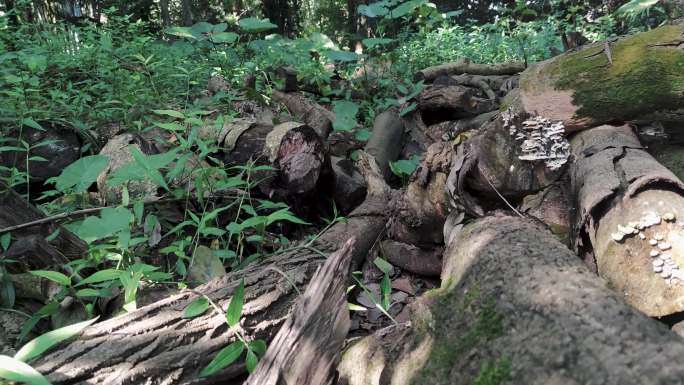 枯木伐木环境破坏木材堆滥砍滥发破败丛林