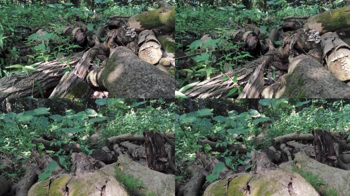枯木伐木环境破坏木材堆滥砍滥发破败丛林