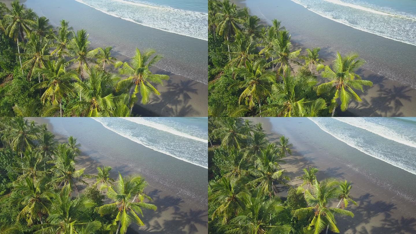 海岸线上繁茂的绿色棕榈树