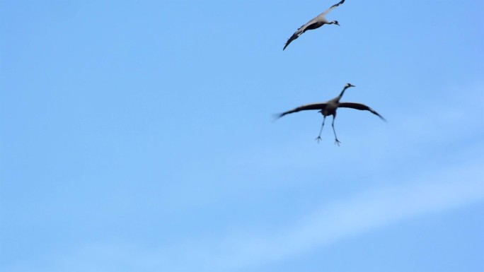 一对迁徙的欧亚鹤在蓝天中飞翔。