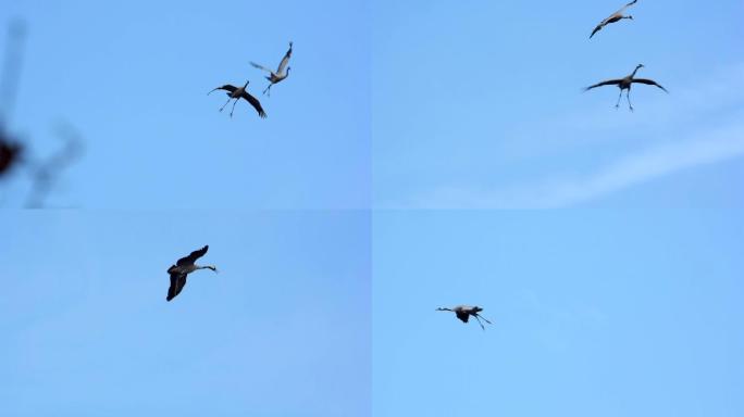 一对迁徙的欧亚鹤在蓝天中飞翔。
