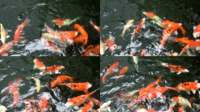 日本鱼称鲤鱼在池塘中游泳。