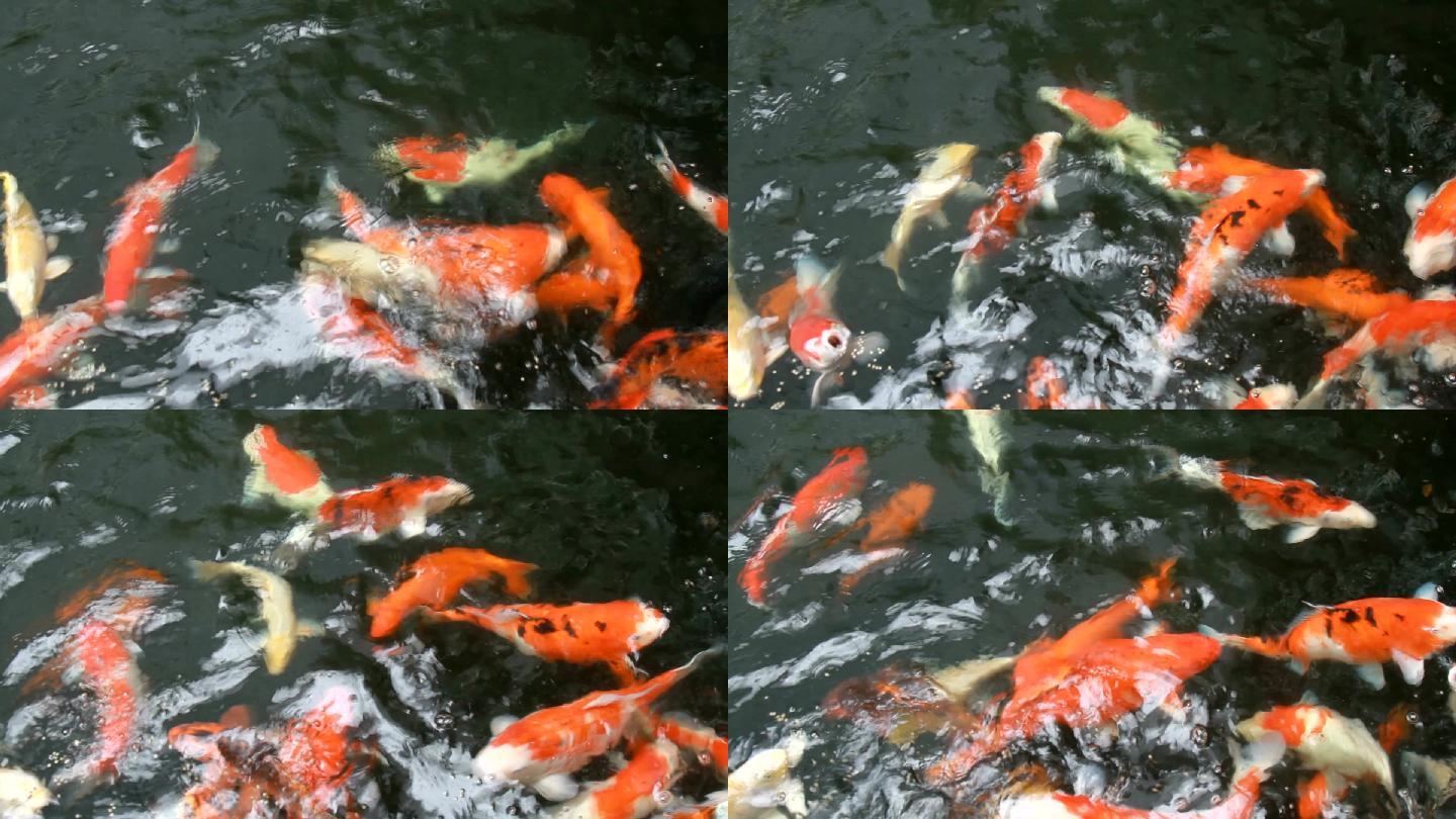 日本鱼称鲤鱼在池塘中游泳。