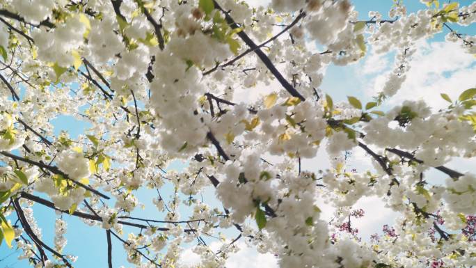 盛开的樱花枝上模糊的阳光