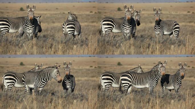南非山地斑马非洲大草原草原栖息地物种种类