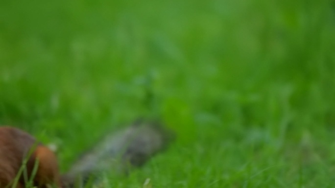 松鼠跳起来在草丛中寻找食物。