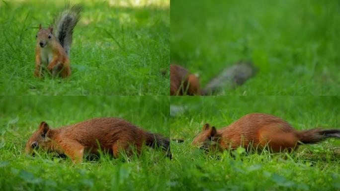 松鼠跳起来在草丛中寻找食物。