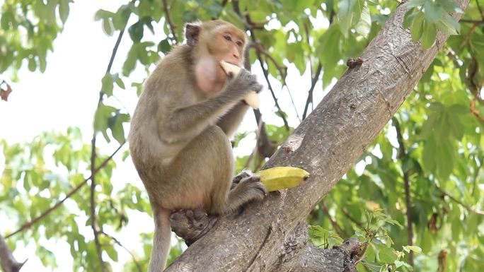 猴子吃香蕉猴吃香蕉动物植物植被