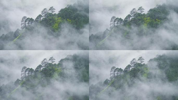 云雾袅绕的群山山脉树木微风