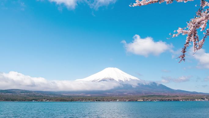 富士山中湖樱花前景与蓝天