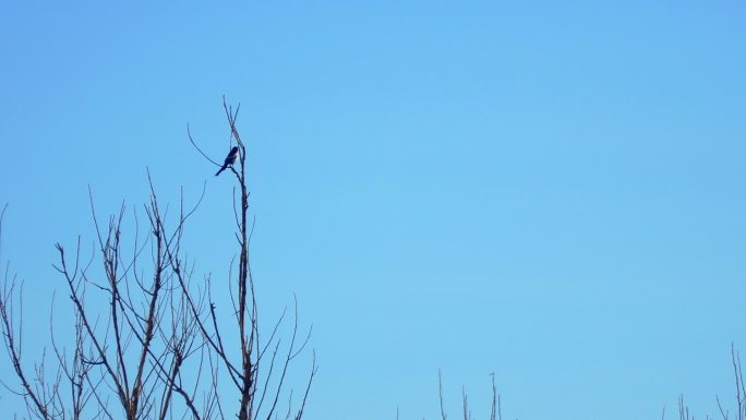 喜鹊在一棵枯树的树枝上