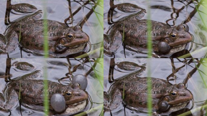 青蛙在水中水生植物之间