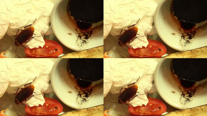 蟑螂隐藏在厨房食物残渣之间。