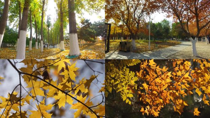 秋天的风景银杏树银杏树叶金秋季节跳广场舞