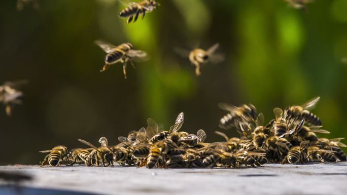 一群蜜蜂蜜蜂飞舞