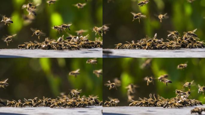 一群蜜蜂蜜蜂飞舞