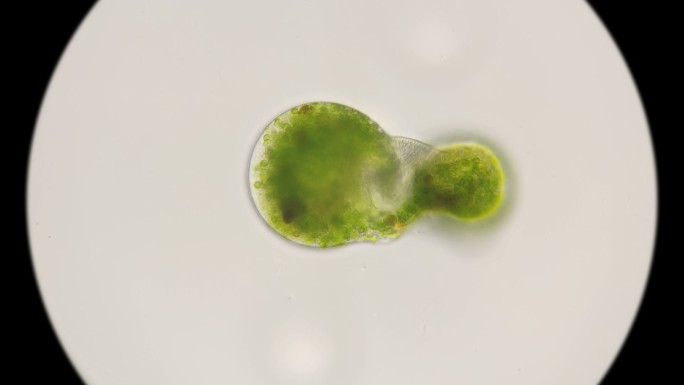 小球藻在显微镜下开始分裂的FullHD