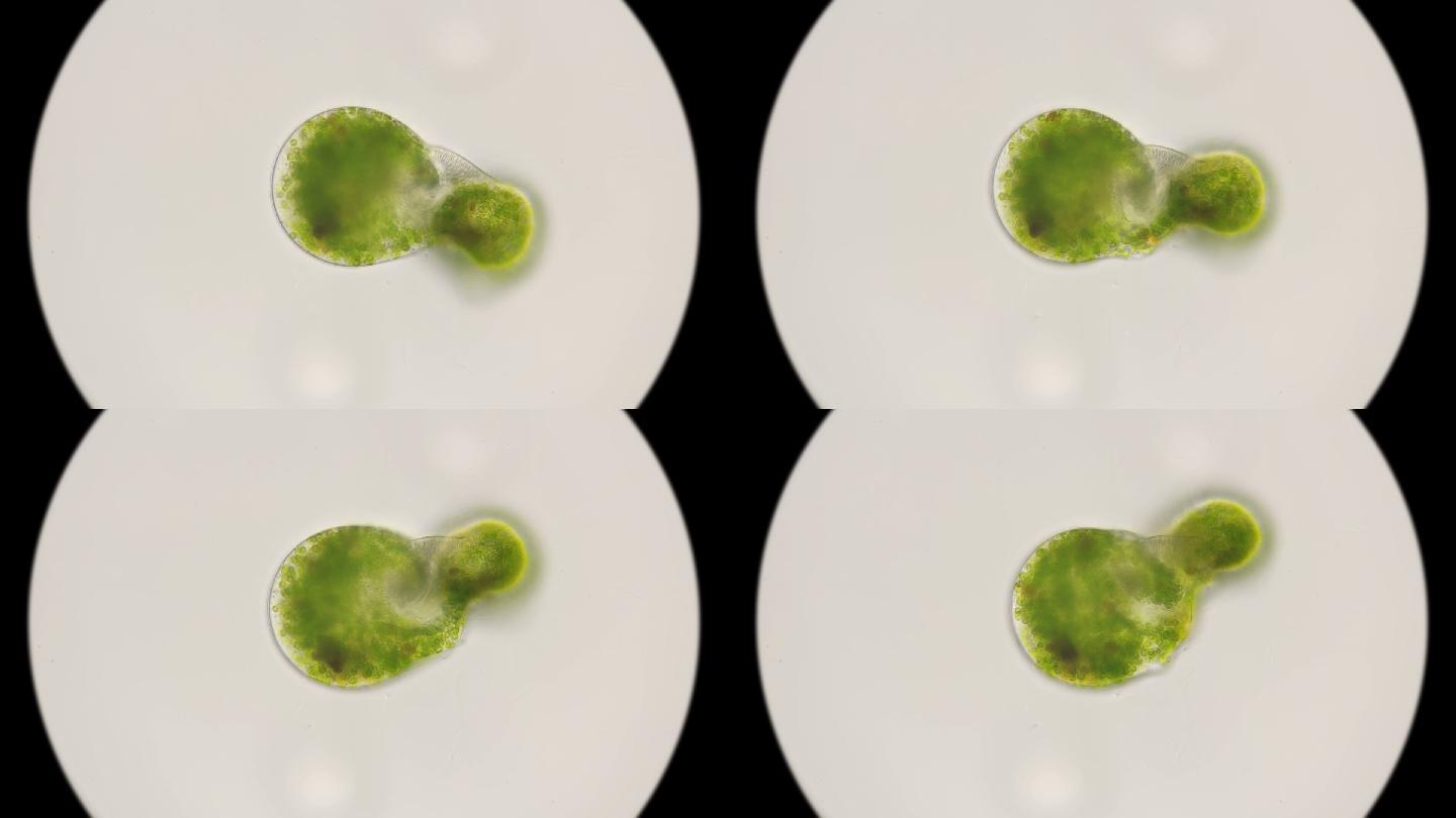 小球藻在显微镜下开始分裂的fullhd