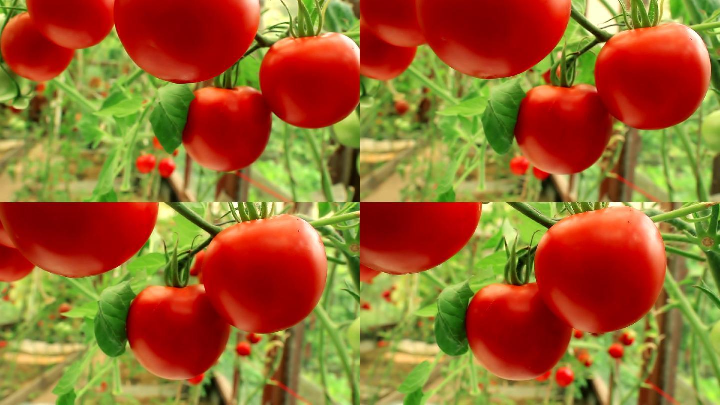 西红柿种植农业乡村振兴丰收绿色有机蔬菜