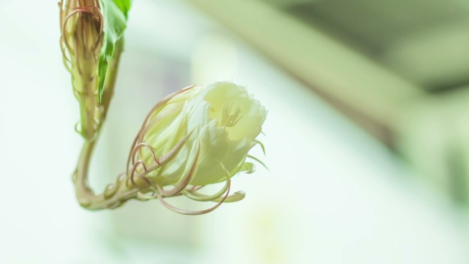 昙花昙花一现花开延时洁白花朵