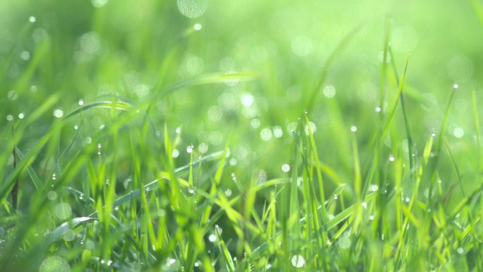 草地上的水滴天然晨露雨露精华唯美小草