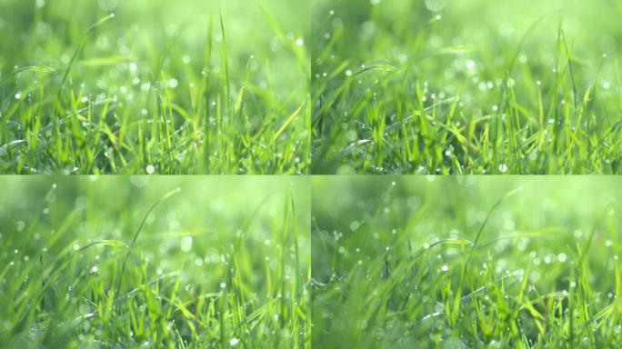 草地上的水滴天然晨露雨露精华唯美小草