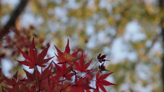 杭州西溪湿地秋景枫叶红了