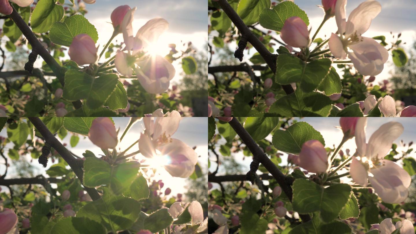 苹果树上盛开的花在风中摇曳