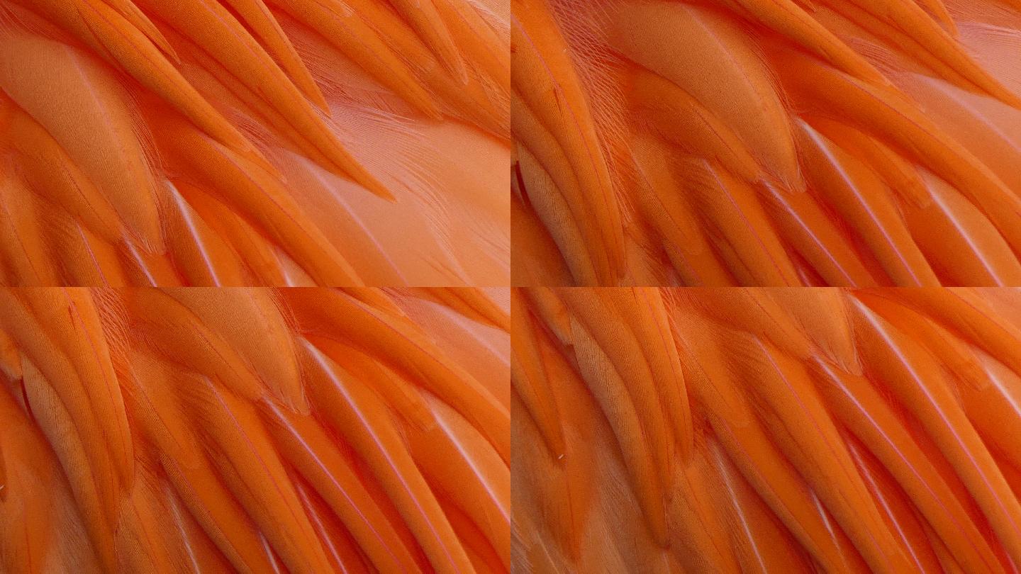 亮橙色羽毛，粉红色火烈鸟