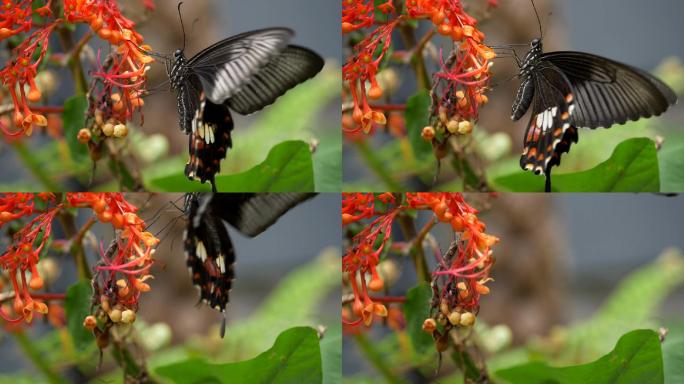 黑燕尾蝶采蜜授粉传播