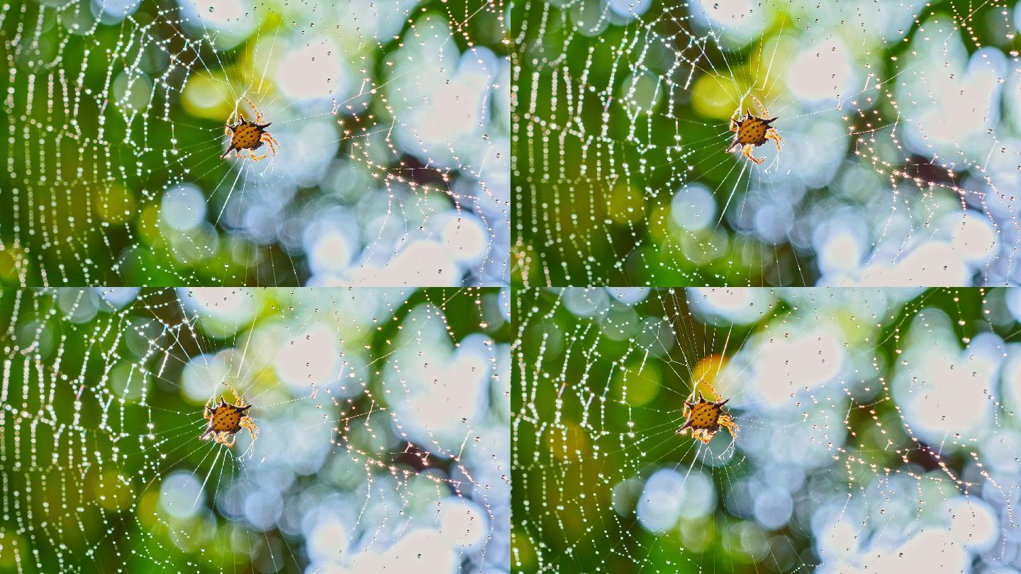 泰国森林里的蜘蛛在网上清理自己。