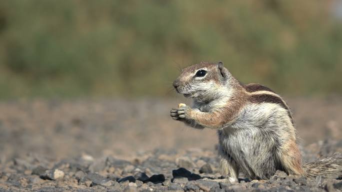 有趣的野生松鼠小松鼠实拍视频可爱小动物
