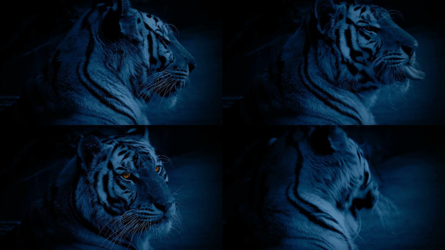 黑暗中眼睛发光的大型孟加拉虎