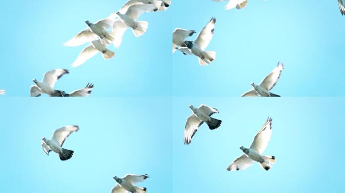 一群鸽子在蓝天下飞行的超慢动作镜头