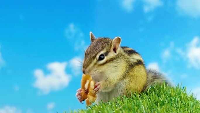 花栗鼠在草地上吃核桃。