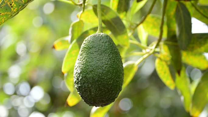 采摘牛油果鳄梨果树特写树枝头挂果