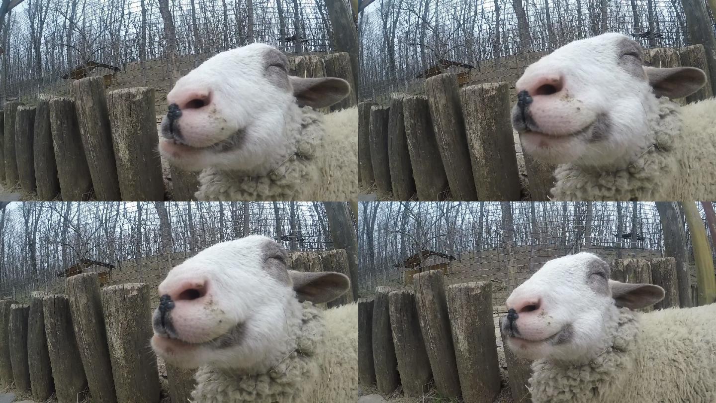 快乐的羊嚼着干草养羊羊吃草畜牧业